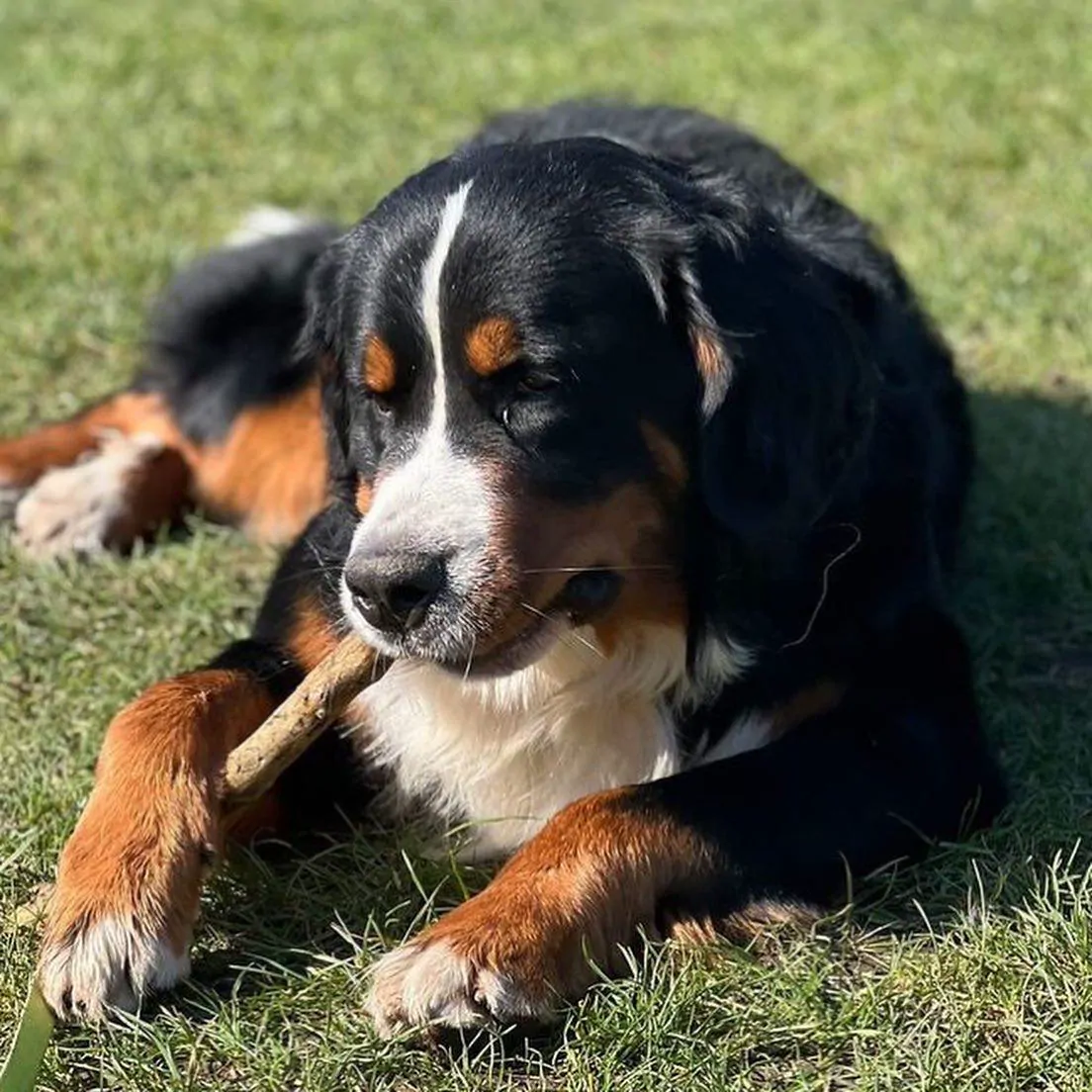 Zuko, a Bernese Mountain dog, lying on the grass with a stick