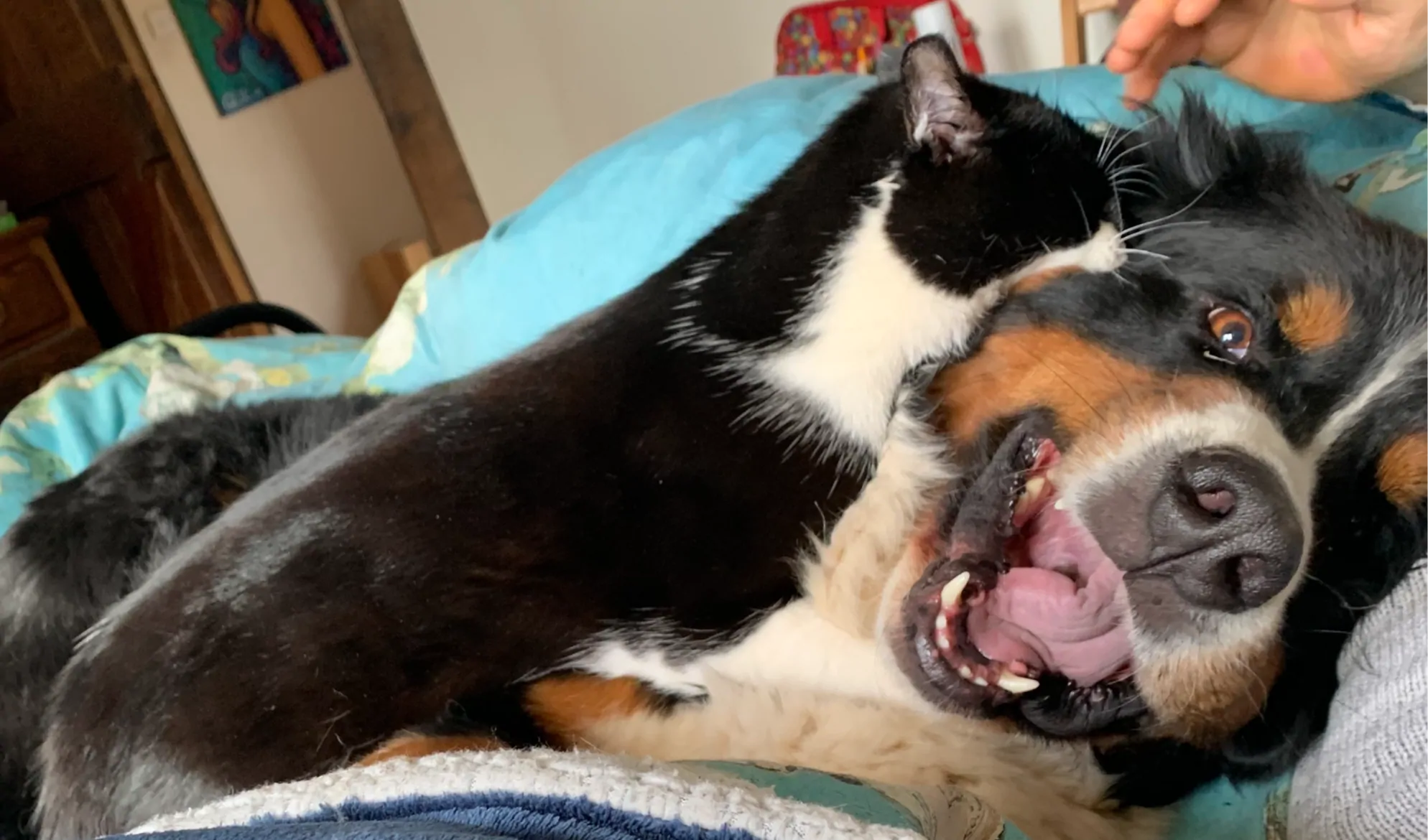 Zuko upside down on the bed with one of the cats draped over him