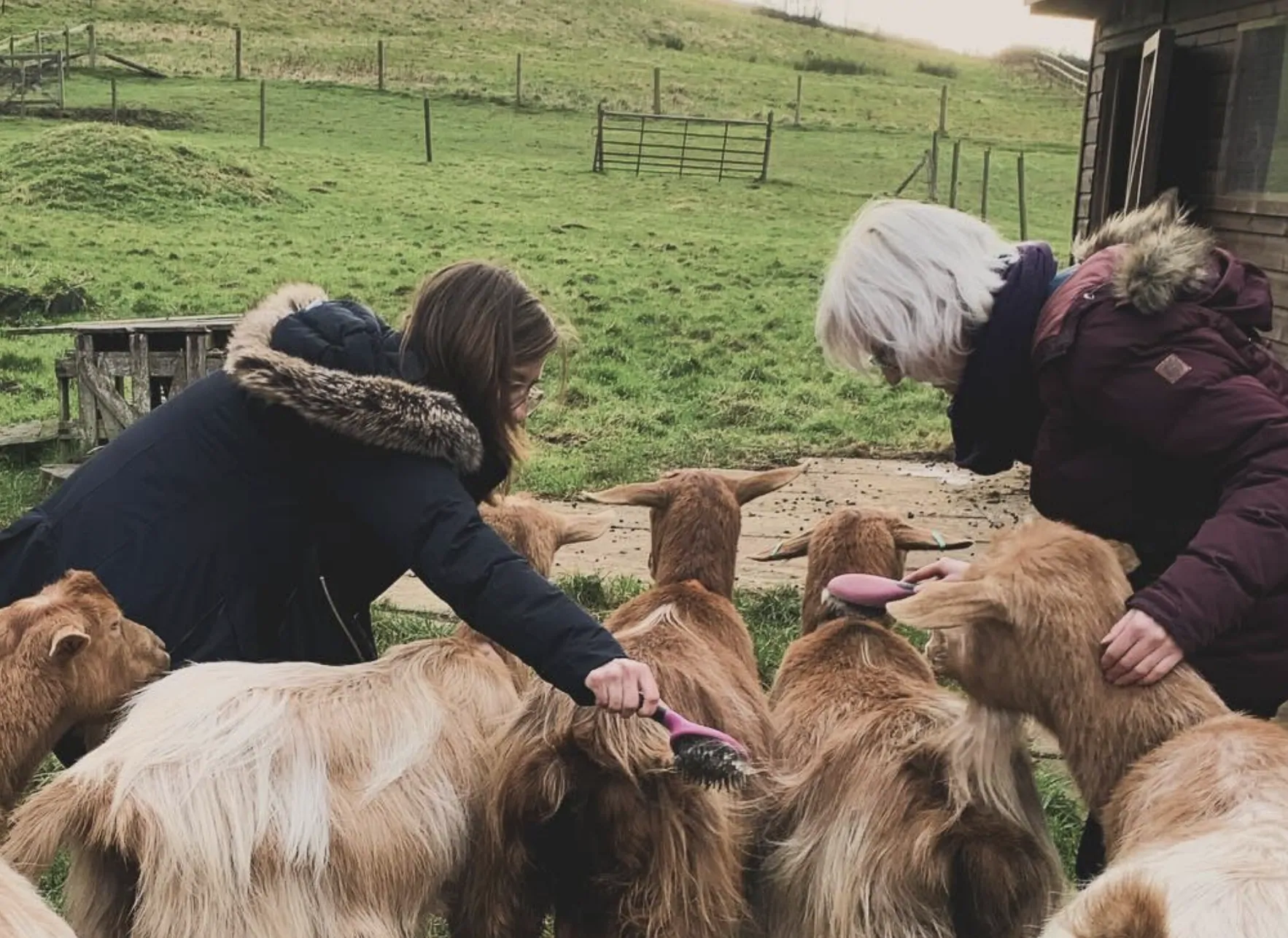 Brushing the goats out in the field